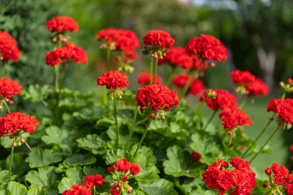 گل شمعدانی چقدر آب نیاز دارد